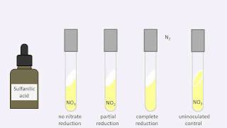 Nitrate reduction test [upl. by Sueahccaz]