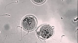 Interacting sperm and egg [upl. by Dnarb]