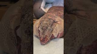 Massive lizard sheds his skin [upl. by Earehc]