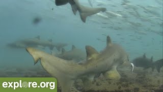 SWARMING SHARKS Frying Pan Shark Cam [upl. by Dorise]