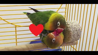 Fischers Lovebird Mating Ritual [upl. by Shapiro]