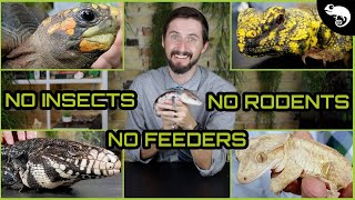 Top 5 FeederFree Reptiles [upl. by Hull]