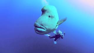 Napoleon Wrasse in the Southern Red Sea [upl. by Anirad]