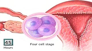 How The Embryo Develops After Fertilisation  Human Development Animation  Zygote Cell Division Vid [upl. by Martyn]