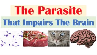 Toxoplasmosis The Parasite That Reduces Brain Functioning amp Where It Comes From [upl. by Erdnua]