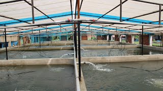 Recirculating Aquaculture System RAS Fish Farming [upl. by Accem190]