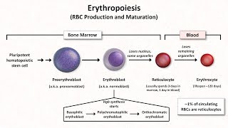 Normal RBC Physiology Including erythropoiesis [upl. by Winther]