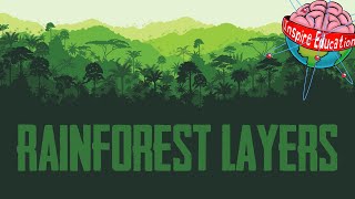 The 4 Layers of the Rainforest [upl. by Rezzani112]