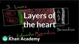 Layers of the heart  Human anatomy and physiology  Health amp Medicine  Khan Academy [upl. by Atews]