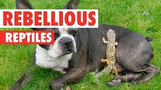 Rebellious Reptiles  Funny Reptile Video Compilation 2017 [upl. by Joann]