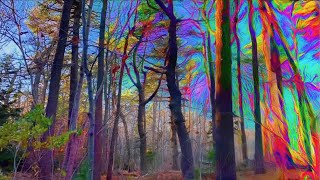 PSYCHEDELIC Nature PsilocybinMagic Mushroom Simulation [upl. by Oakie35]