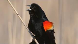 How Nature Works Redwinged Blackbird Display [upl. by Poore]