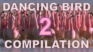 Dancing Birds Compilation Part 2 [upl. by Camile491]