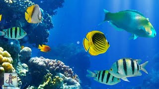 2 Hours of Beautiful Coral Reef Fish Relaxing Ocean Fish amp Stunning Aquarium Relax Music [upl. by Giacopo943]