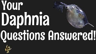 Daphnia Questions Answered [upl. by Lleneg]