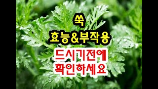 쑥효능과 부작용 드시기전에 확인하고 드세요 [upl. by Noxas]