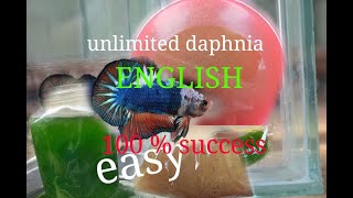 daphnia moina culture Easy way Unlimited production English  with sub Green water Chlorella [upl. by Ylek28]