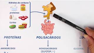 GLUCÓLISIS paso a paso Bioquímica [upl. by Iris]