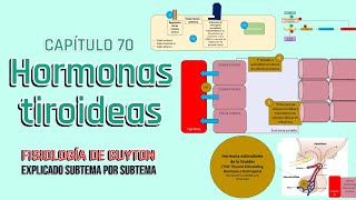 3 GLÁNDULA TIROIDES FISIOLOGÍA DEL SISTEMA ENDOCRINO [upl. by Suirada]