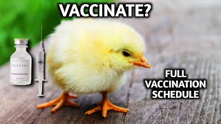 Should You Vaccinate Your Chickens  FULL CHICKEN VACCINATION SCHEDULE [upl. by Vivia]