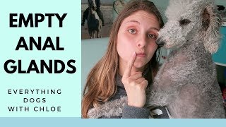 HOW TO EMPTY DOGS GLANDS  EASY STEPS [upl. by Nivel543]