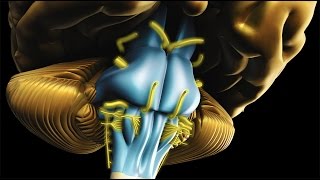 Neuroanatomy  The Brainstem [upl. by Adnocahs]