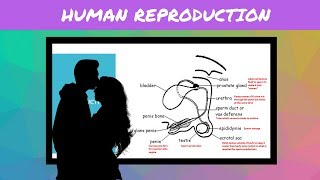 IGCSE BIOLOGY REVISION Syllabus 16 Human Reproduction [upl. by Hewett]