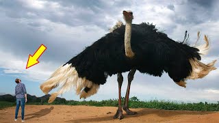 10 BIGGEST BIRDS In The World [upl. by Dobbins]