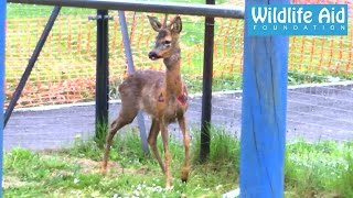 Deer rescue  Wildlife rescuers exhausted [upl. by O'Shee]