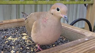 Mourning Doves Feeding Up Close [upl. by Aivalf]