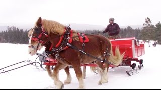 Horse Drawn Sleigh Ride  Crazy8Family [upl. by Alhan]