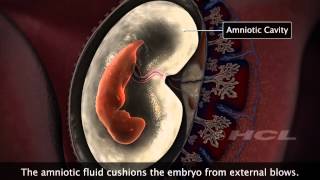 HCL Learning  Embryonic Development in Humans [upl. by Garold]