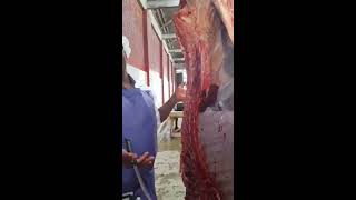 MEAT INSPECTION BOVINE CARCASS [upl. by Jandel]