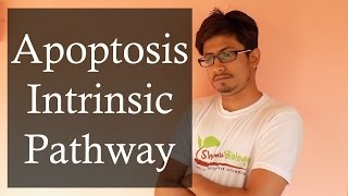 Apoptosis Pathway  Apoptosis Intrinsic Pathway [upl. by Treve]