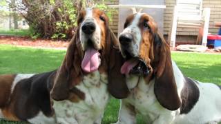 Maple Street Bassets Kennel Video [upl. by Aicetal]