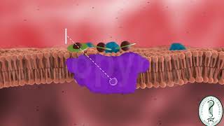 METABOLISMO DEL HIERRO [upl. by Gagnon]