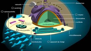 Cellule animale [upl. by Davidde549]