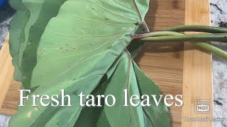 How to cook laingfresh TARO LEAVES Super Yummy [upl. by Yentnuoc171]