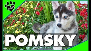 Pomeranian Husky Dogs 101  The Pomsky [upl. by Ebby963]