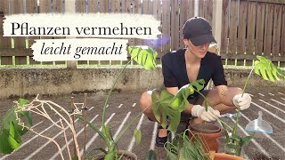 Pflanzen vermehren mit Ablegern  Monstera amp Co I Suepergurl [upl. by Adnohser]