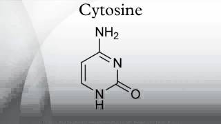 Cytosine [upl. by Jeromy563]