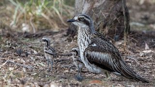 Baby Bush Stone Curlews [upl. by Kcirdef990]