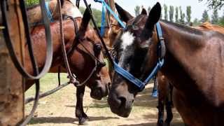 Polo in Argentina [upl. by Pirozzo]