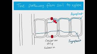 AS Biology  water pathways through a plant [upl. by Sirad]