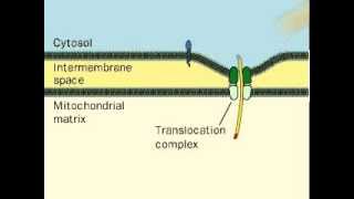 Signal Peptide  Cell Signalling [upl. by Atikihc]