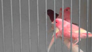 Red Factor Canaries at Clipsley Pets amp Aquatics [upl. by Imac614]