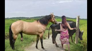 My sister training care her lovely horse in beginner 2021 [upl. by Zzaj493]