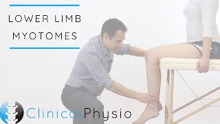 Lower Limb Myotomes  Clinical Physio [upl. by Zsamot15]