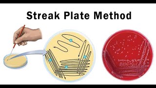 Lab technique microbiology Streak plate method [upl. by Dempster]