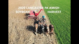 Lancaster County PA Amish Farm Soybean Harvest McCormick Model 80 [upl. by Todd]